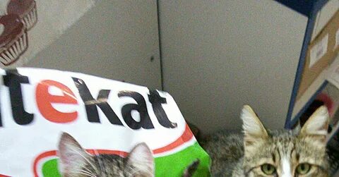 Кот из рекламы китекат