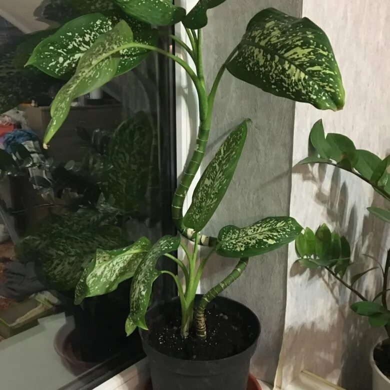 Диффенбахия древовидная. Диффенбахия везувий. Диффенбахия ароидные. Диффенбахия можно ли. Диффенбахия гигант.