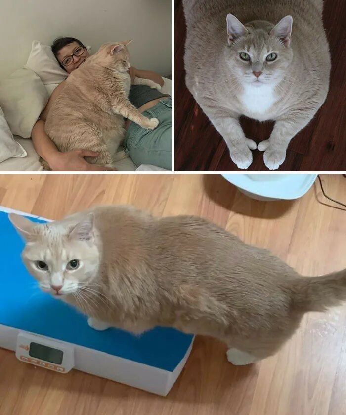 Кот похудел не есть. Котик худеет. коты про похудение. исхудавшая кошка. котики с лишним весом.