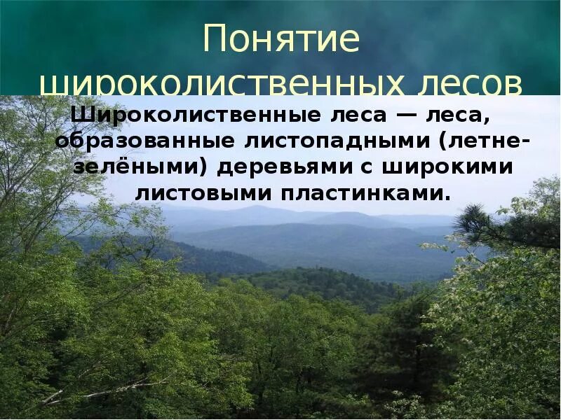 Тепловой режим широколиственных лесов. Широколиственные леса презентация. Широколиственные леса информация. Широколиственные леса сообщение. Широколиственные леса относительно морей и океанов