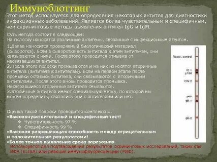 Иммуноблот антител