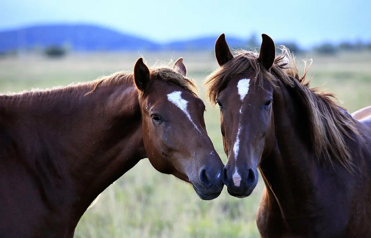Купить хороших лошадей. Две лошади. Пара лошадей. Две лошади любовь. Любовь лошадей.