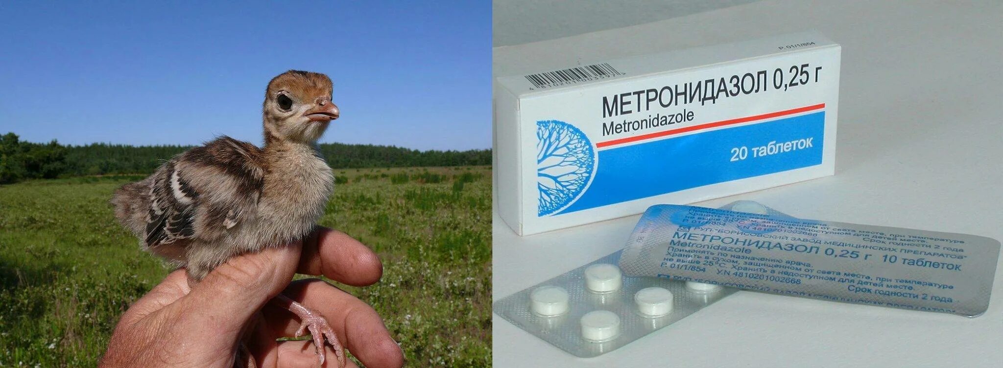 Метронидазол курам дозировка. Лекарство для индюков. Лекарство с цыпленком. Препараты для маленьких индюшат.