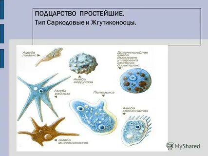 Типы подцарства простейших