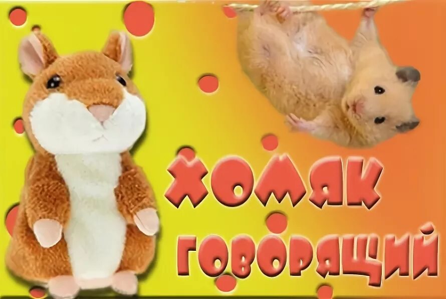 Хомяк липецк