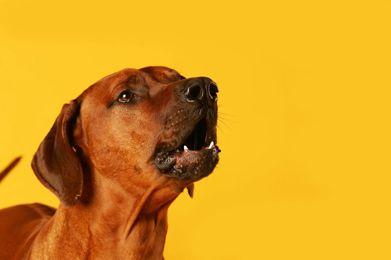 Собака гавкает дома. Родезийский риджбек щенки. Собака лает. Лающая собака. Собака на желтом фоне.
