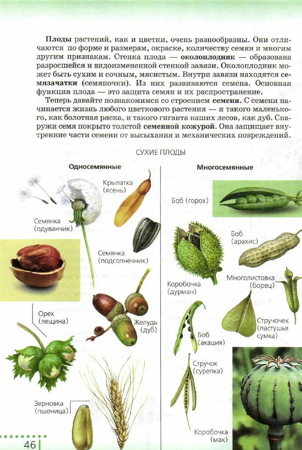Тест по биологии плоды тема плоды. Плоды ЕГЭ биология. Классификация плодов ЕГЭ. Плоды растений ЕГЭ биология. Классификация плодов ЕГЭ биология.