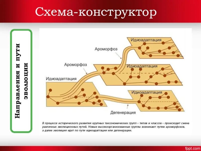 Пути достижения биологического прогресса общая дегенерация. Направления эволюции ароморфоз идиоадаптация дегенерация. Направления и пути эволюции ароморфоз. Эволюция ароморфоз идиоадаптация общая дегенерация. Главные направления эволюции ароморфоз идиоадаптация дегенерация.