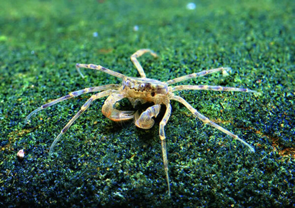 Мини краб. Limnopilos naiyanetri. Limnopilos naiyanetri Micro Spider Crab. Краб карликовый пресноводный. Краб паук пресноводный.