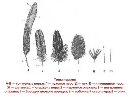 Формула пера