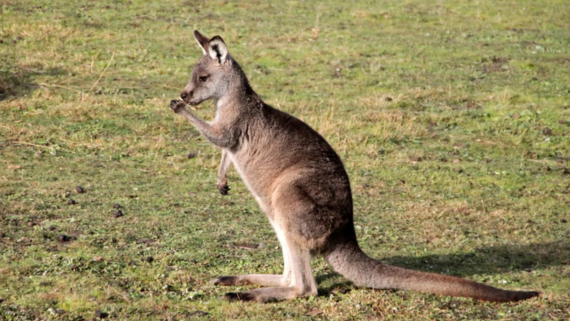 Сколько живет в австралии. Кенгуру в Австралии. Гигантский рыжий кенгуру (Red-Grey Kangaroo). Исполинский кенгуру. Гигантские кенгуру в Австралии.