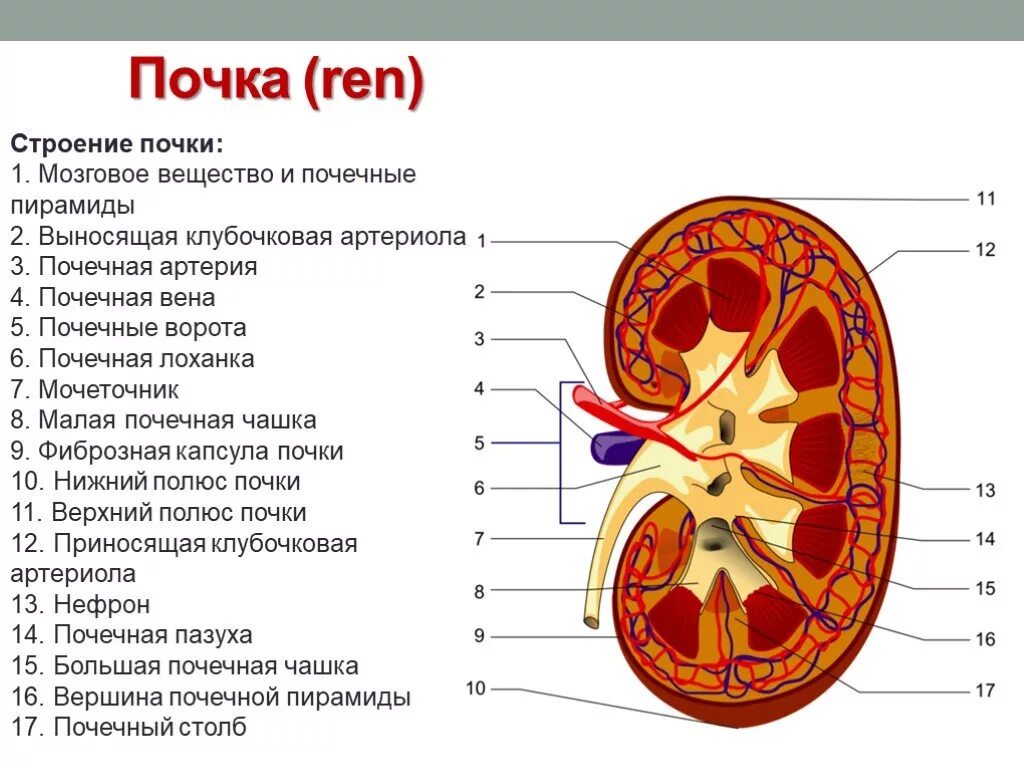 Лоханка латынь. Строение почки на латыни. Строение почки во фронтальном разрезе. Строение почки фронтальный срез. Внутренне строение почки.