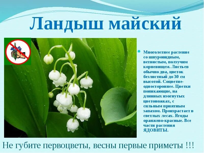 Сообщение об 1 растении. Сообщение об 1 растении