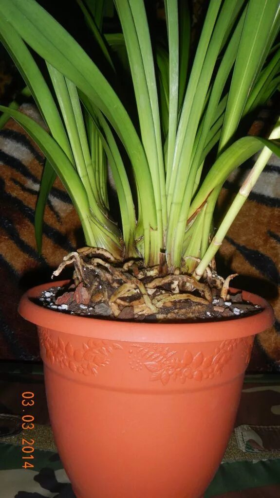 Орхидея Цимбидиум пересадка. Корни цимбидиума. Горшок для цимбидиума.