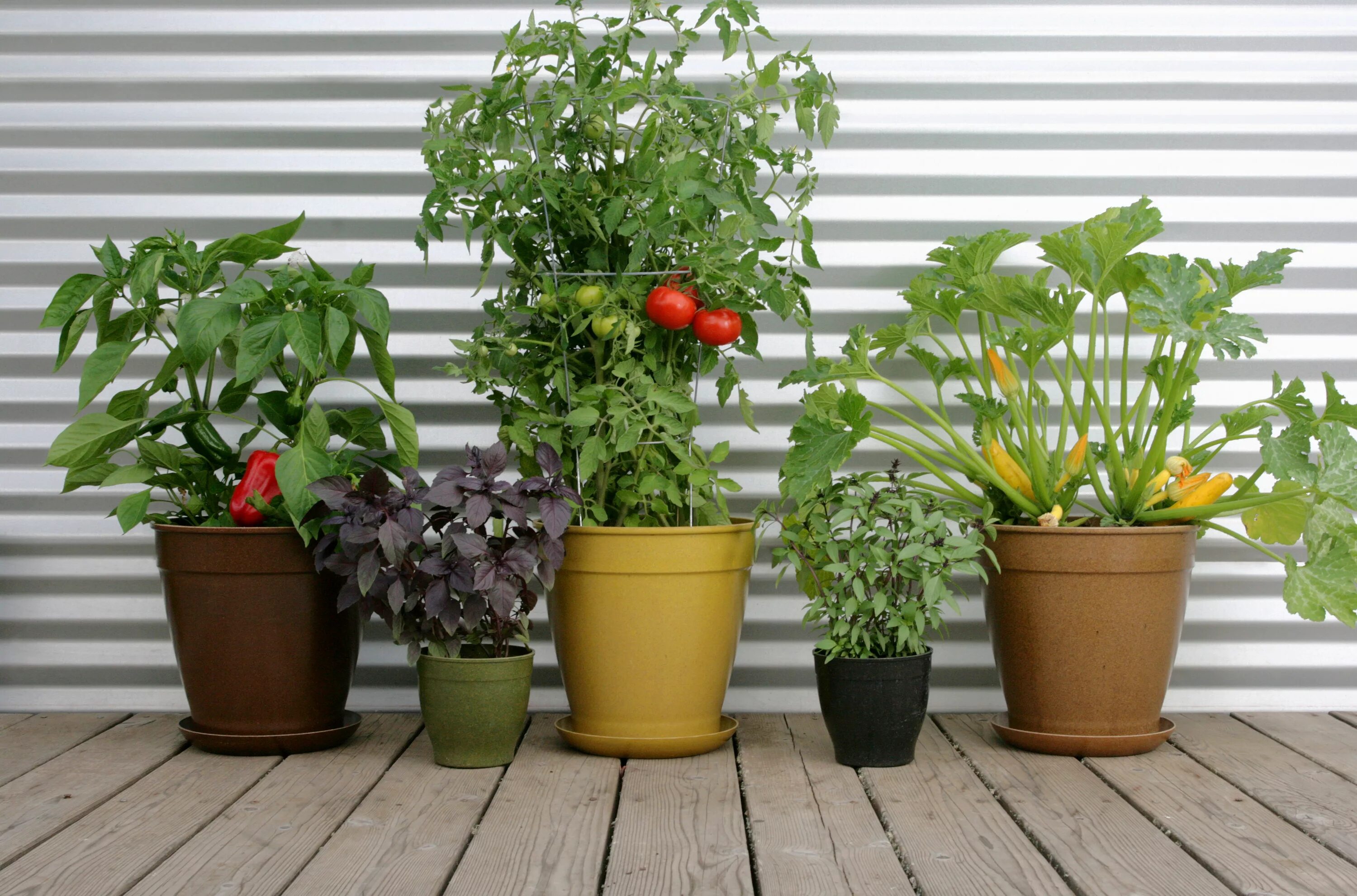 тенелюбивые комнатные комнатные растения. Pot plants have more minuses than pluses. популярные комнатные растения. Potted house plant. Plant pot.