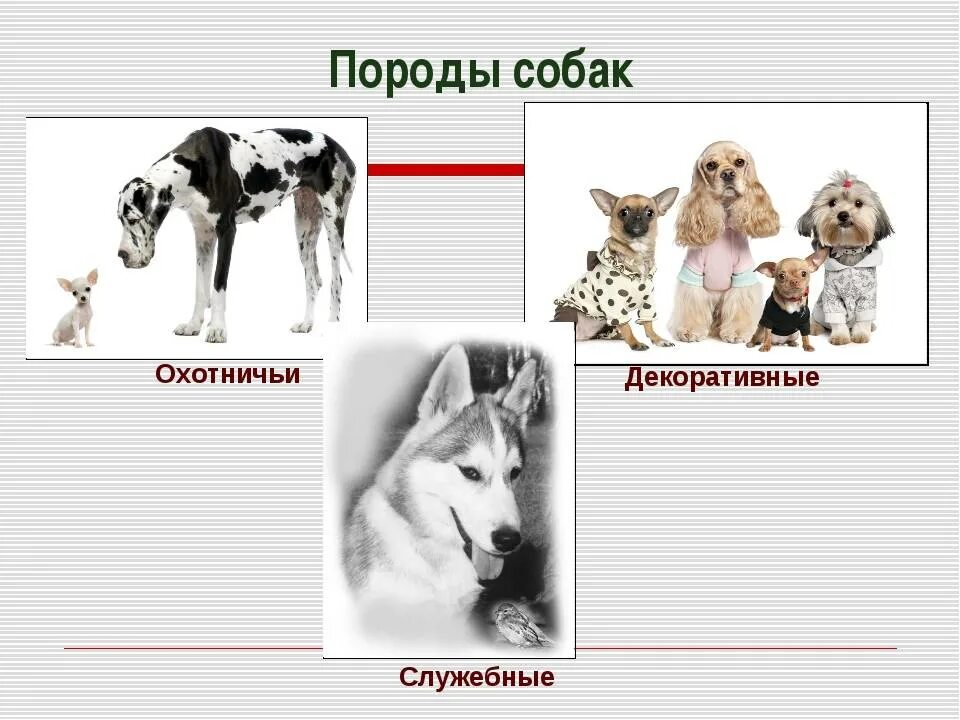 Таблица домашние животные 2 класс окружающий мир - TouristMaps.ru
