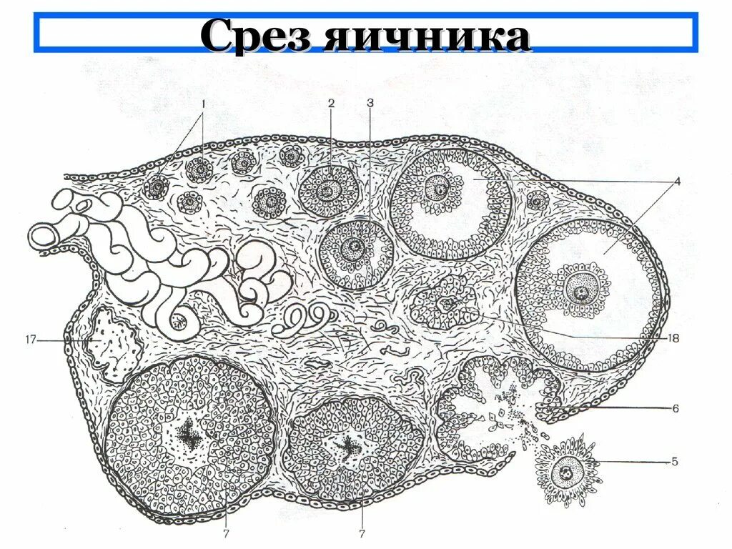 Внутреннее строение яичника. Строение яичника млекопитающих. Яичник млекопитающего гистология. Поперечный срез яичника млекопитающего. Яйцеклетка млекопитающего гистология.