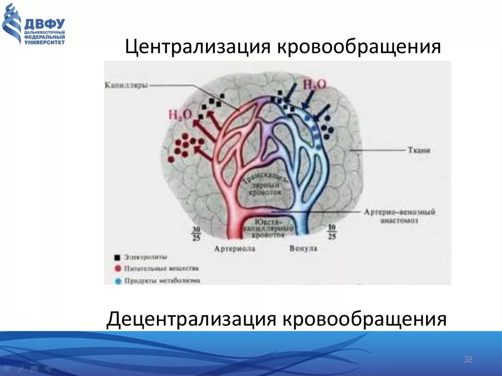 Гемодинамика шока. Централизация кровообращения. Централизация кровообращения патогенез. Централизация кровотока. Централизация гемодинамики это.