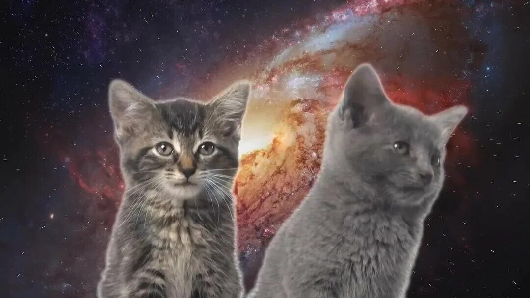 Включи видео песни кота. Космическая кошка. Котик в космосе. Котики поют в космосе. Котята поют в космосе.