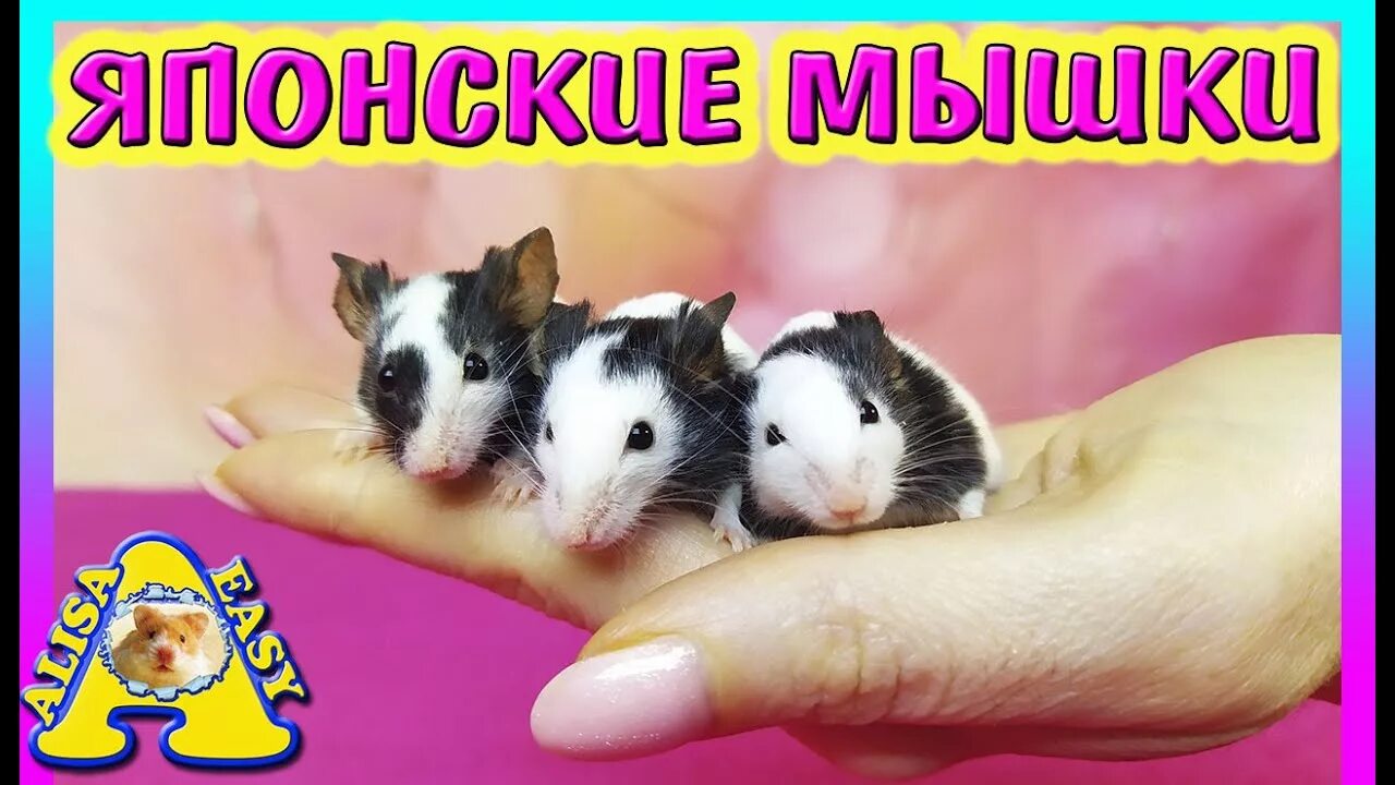 Мышь уход и содержание. Японская мышь. японская карликовая мышка. танцующие карликовые мыши.