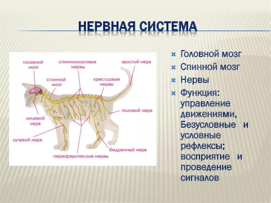Нервная система млекопитающих 7 класс. Нервная система млекопитающих схема биология 7 класс. Схема строения нервной системы млекопитающих. Нервная система млекопитающих схема.