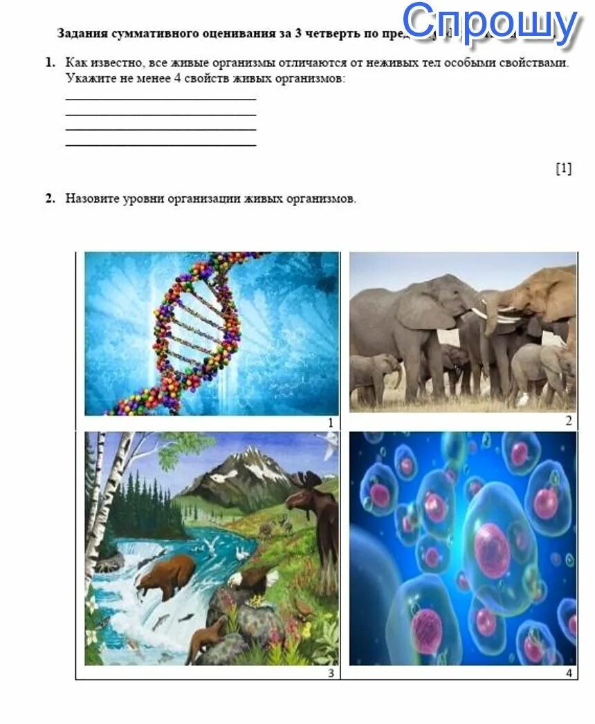 Организация живых организмов. Уровни организации. Назовите уровни организации живого организма. Уровни организации жизни.