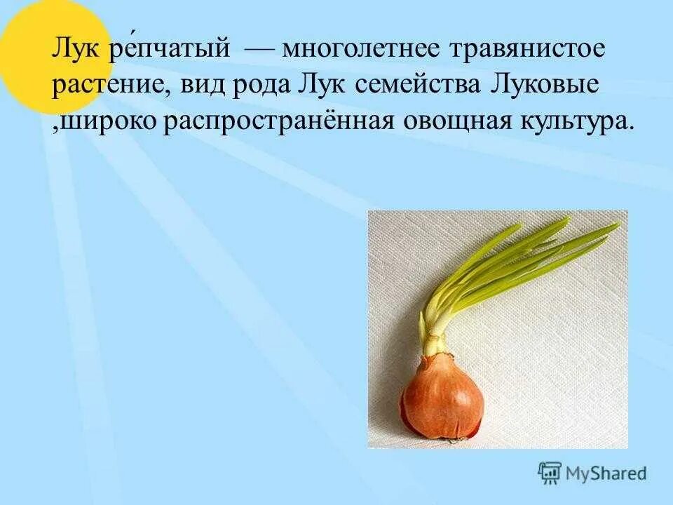 Лук Хеленас. Лук культурное растение. Лук репчатый класс и семейство. Почему лук назвали луком