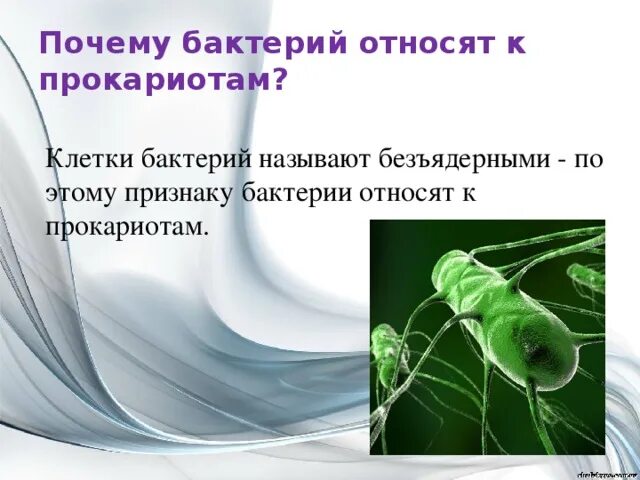 Бактерии прокариоты признаки. По каким признакам бактерии относятся к прокариотам. Бактерии относятся к прокариотам. По каким признакам бактерий относят к прокариотам. Почему бактерии относят к прокариотам.