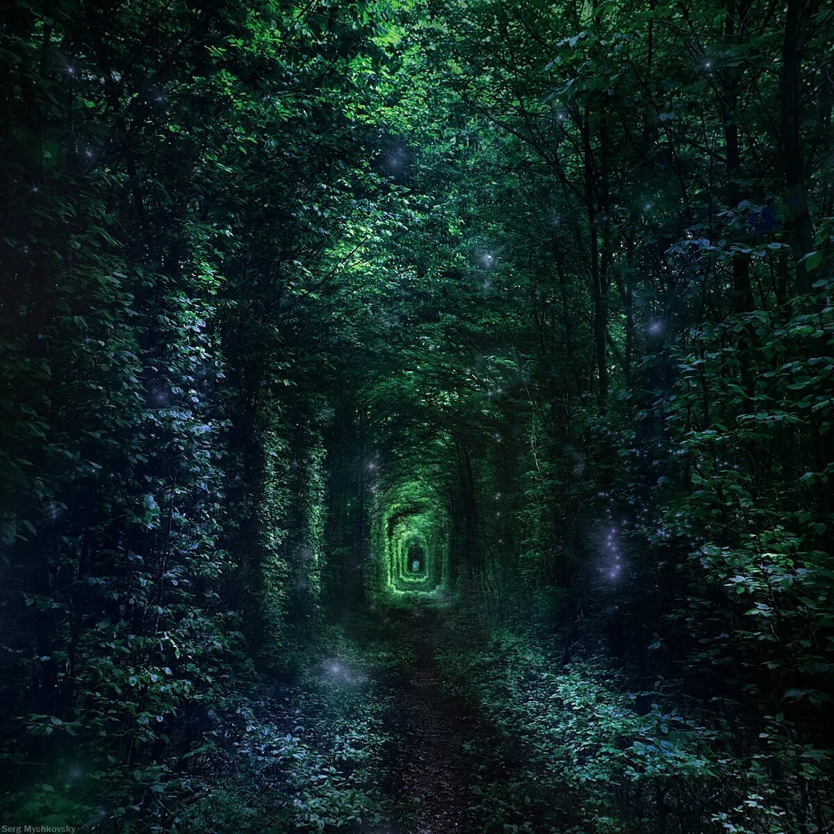 Сосновый лес вечерний. Вымокший лес. Далеко вглубь леса. Далеко вглубь леса. Я часто задумываюсь над выражением пойти подышать воздухом.