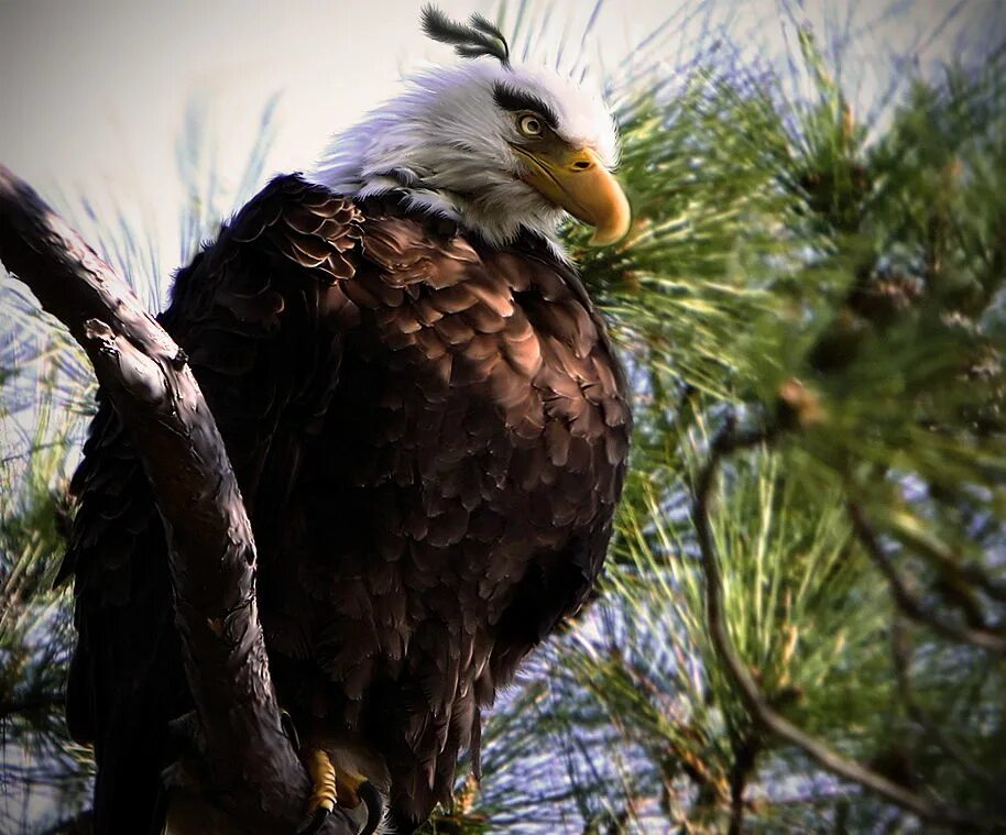 Angry birds eagle. Настоящие птицы. Птицы могущественные. Орёл в реальной жизни. Злые птицы орёл.