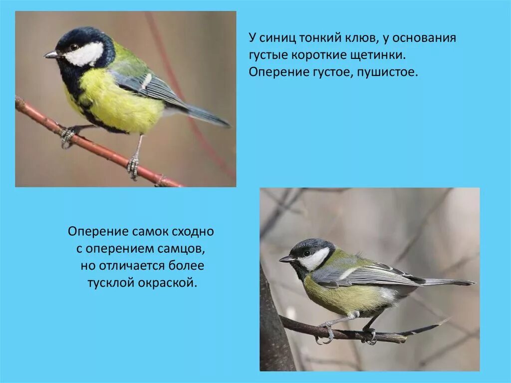 Синица лазоревка самец и самка. Лазоревка птица самец и самка. Синичка лазоревка самка. Большая синица лазоревка хохлатая синица.