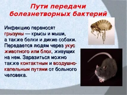 5 болезнетворных бактерий