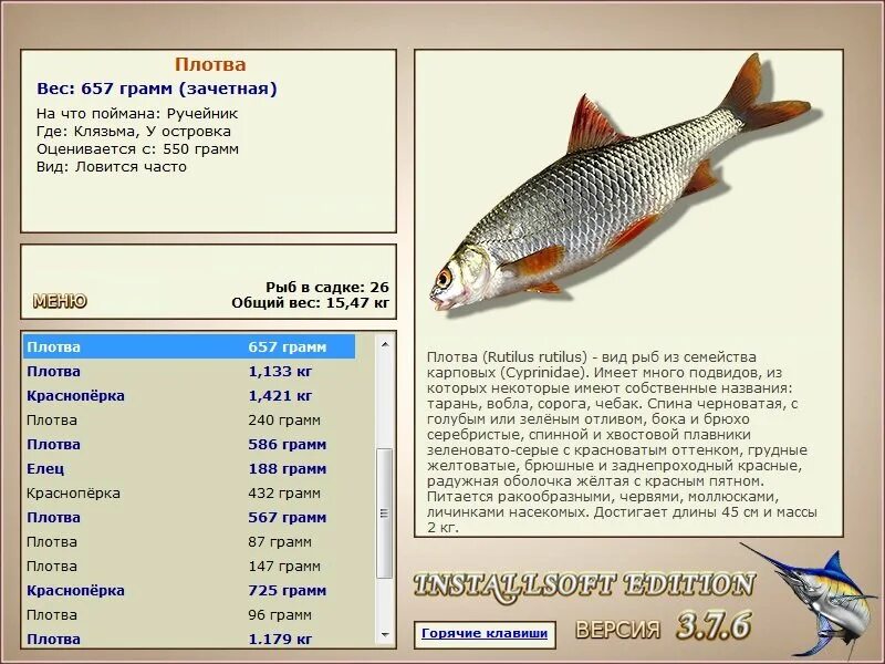 Плотва вес. Вобла и плотва отличия. Плотва 400 грамм. На что ловить на озере под сенью клена. Плотва русская рыбалка 4.