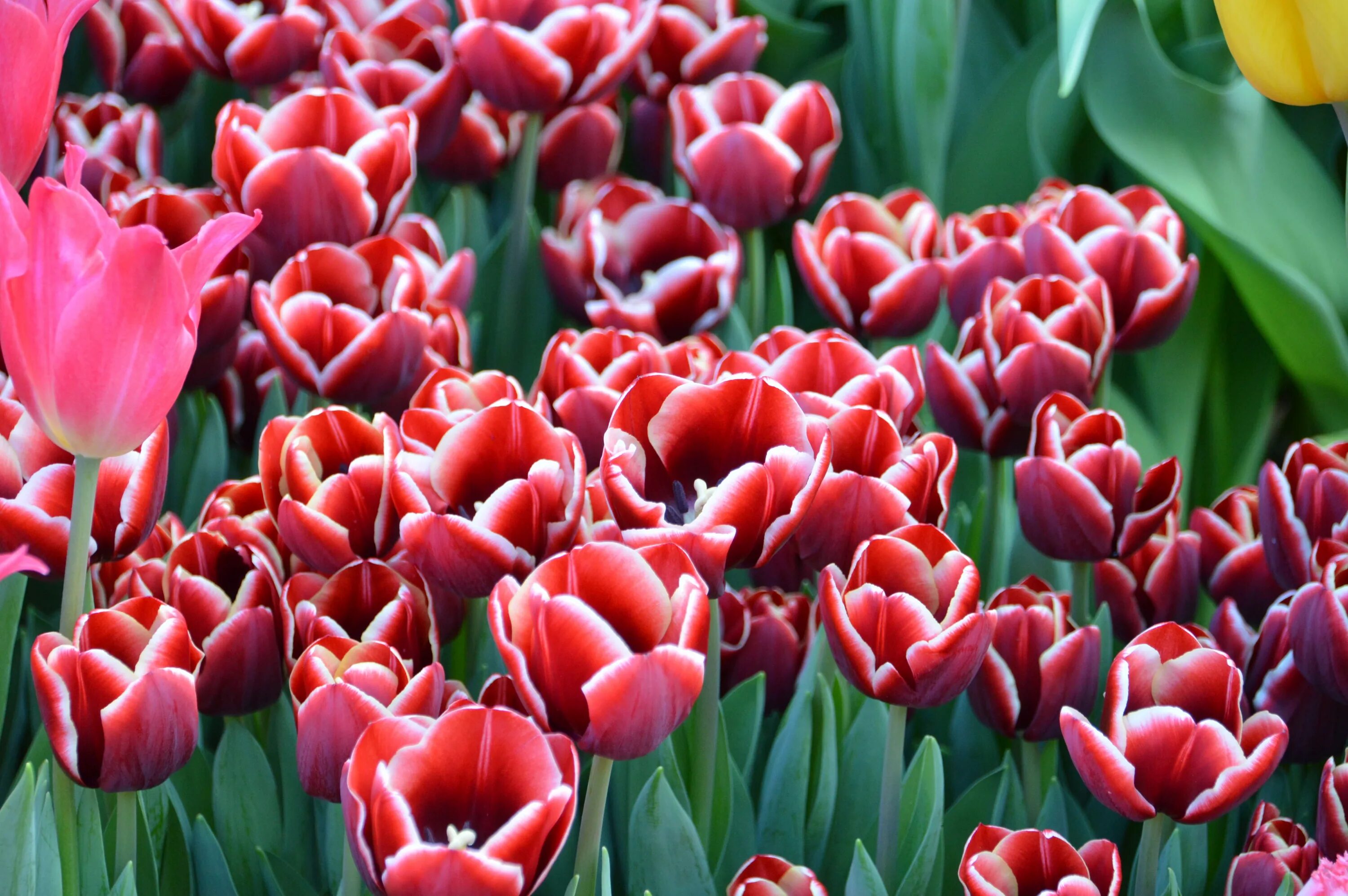 Зеленстрой Тверь выставка тюльпанов. Ботанический сад Тверь бал тюльпанов. Тверь Ботанический сад тюльпаны. Тюльпаны разных цветов.