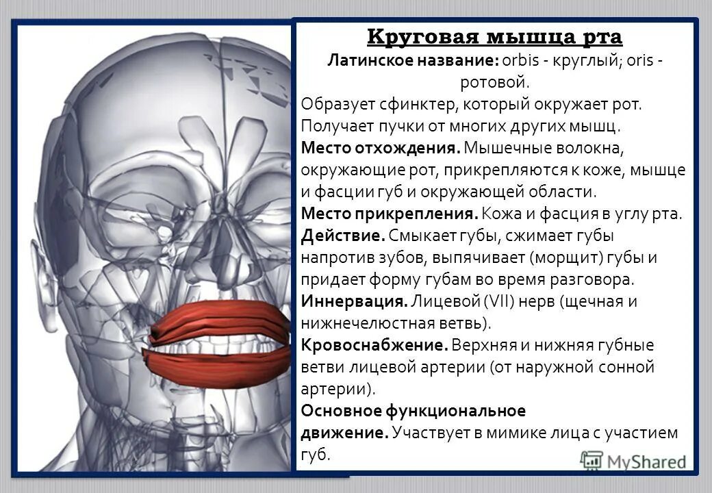 Место прикрепления круговой мышцы рта. Круговая мышца рта функции. Круговые мышцы рта и глаз. Мышцы артикуляции