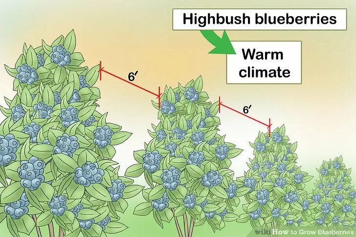 Схема посадки голубики высокорослой. Схема посадки черники. Посадка голубики схема посадки. Схема посадки голубики садовой высокорослой. На каком расстоянии сажать голубику друг