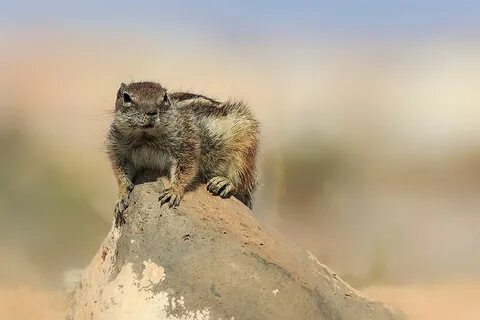 3. Barbary Ground Squirrel.