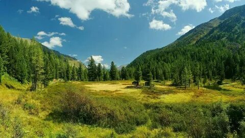 Лес горного алтая