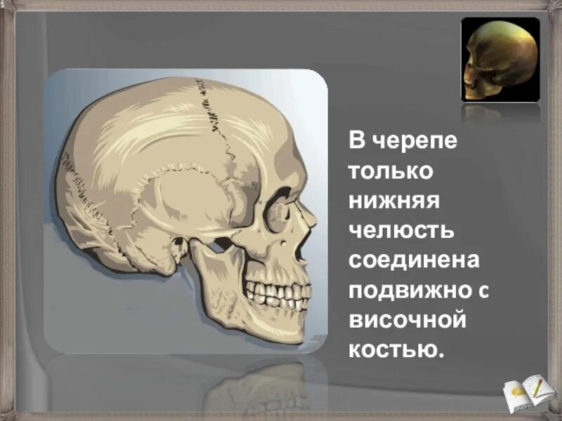 Кости черепа нижняя челюсть. Соединение челюсти с черепом. Нижняя черепная коробка. Нижняя челюсть с черепом подвижные