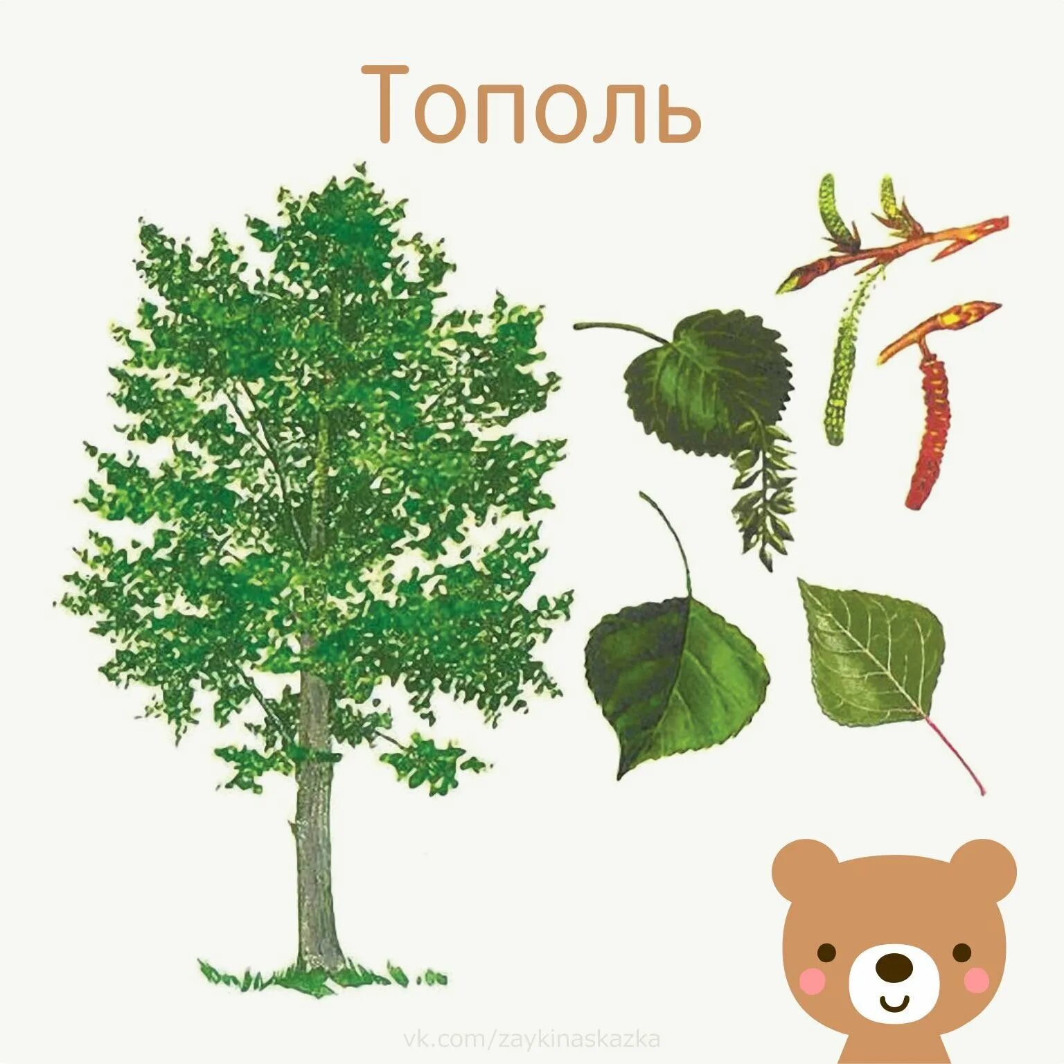Изображение дерева название дерева. Листья деревьев с плодами тополь. карточки с изображением деревьев. деревья для детей с названиями. листья деревьев для детей.