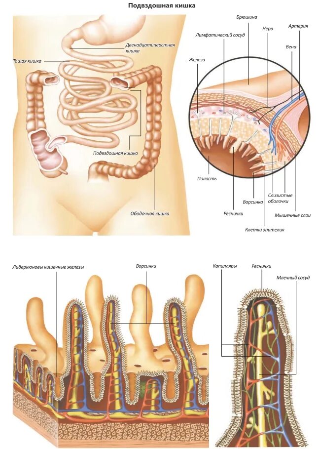 Подвздошная кишка анатомия. Тонкий кишечник анатомия. Строение тонкой кишки схема. Терминальная петля подвздошной кишки анатомия. Тонкая кишка анатомия строение.