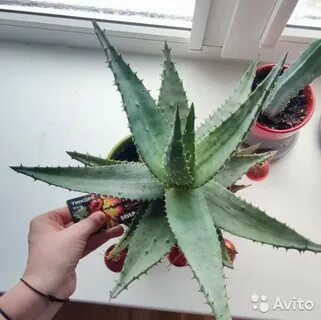 Авито алоэ