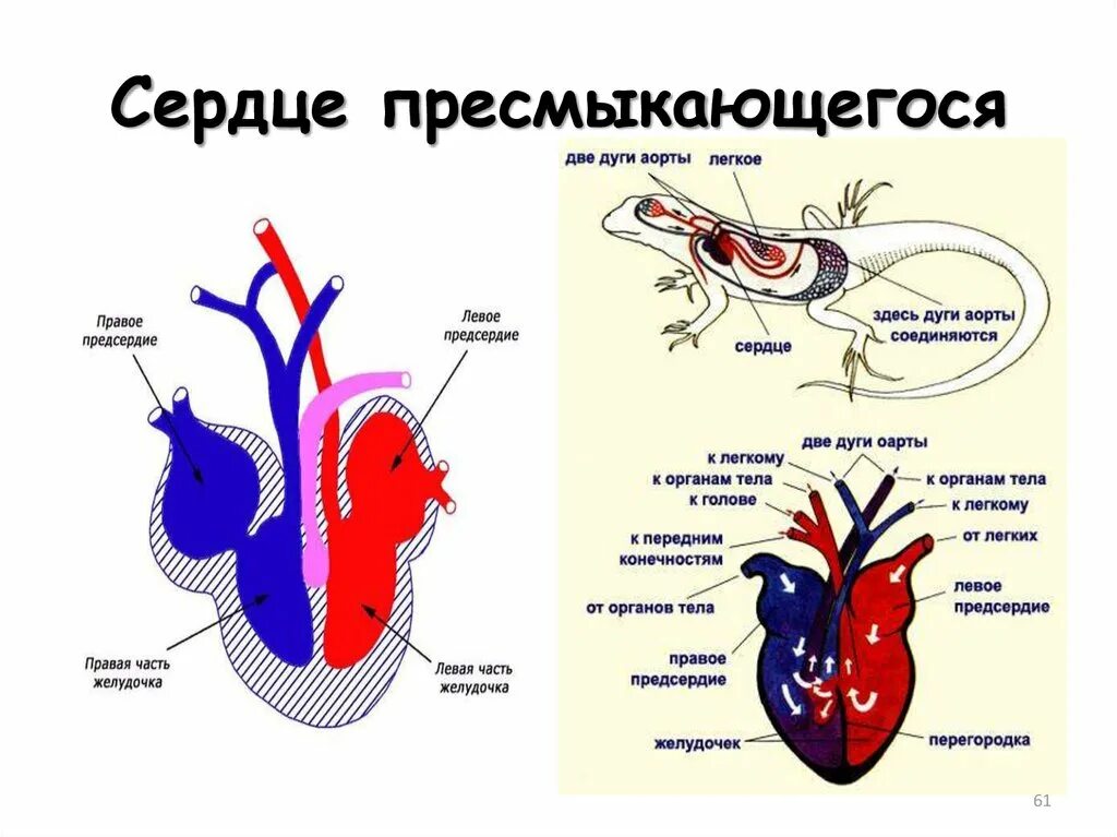 Пресмыкающиеся строение сердца. Кровеносная система система пресмыкающихся. Строение сердца рептилий. Строение сердца земноводных и пресмыкающихся. Круги кровообращения у крокодила