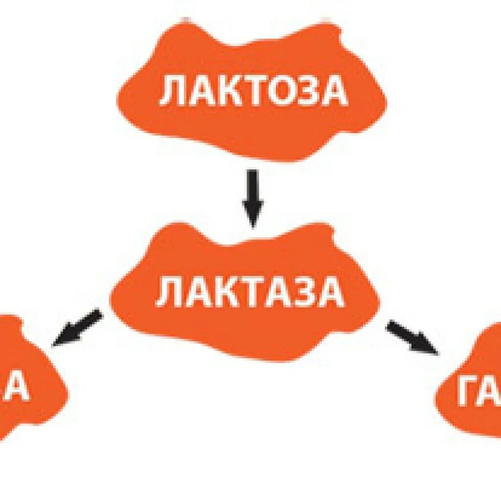 Моногидрат лактозы при непереносимости лактозы. Лактоза и лактаза. непереносимость лактозы. лактозы. лактаза расщепляет лактозу.