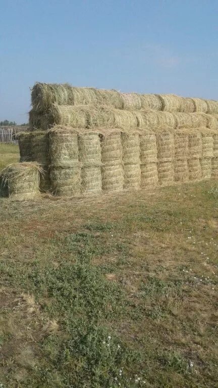 Солома пшеничная тюк (20 кг). Сено в круглых тюках по 35 кг. Сено в Омской области. 30 Кг сена. Сена 200