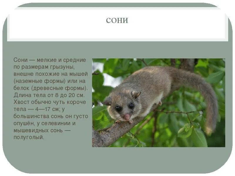 В Красную книгу Воронежской области внесут 39 новых видов животных и 34 вида рас