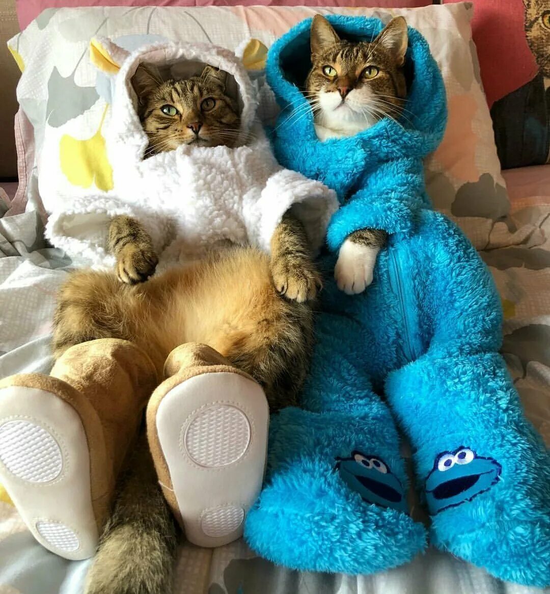 Пижама с котиками. Котики в пижамках. Кошачья вечеринка. Котята в пижамках. Вечеринка кошечек
