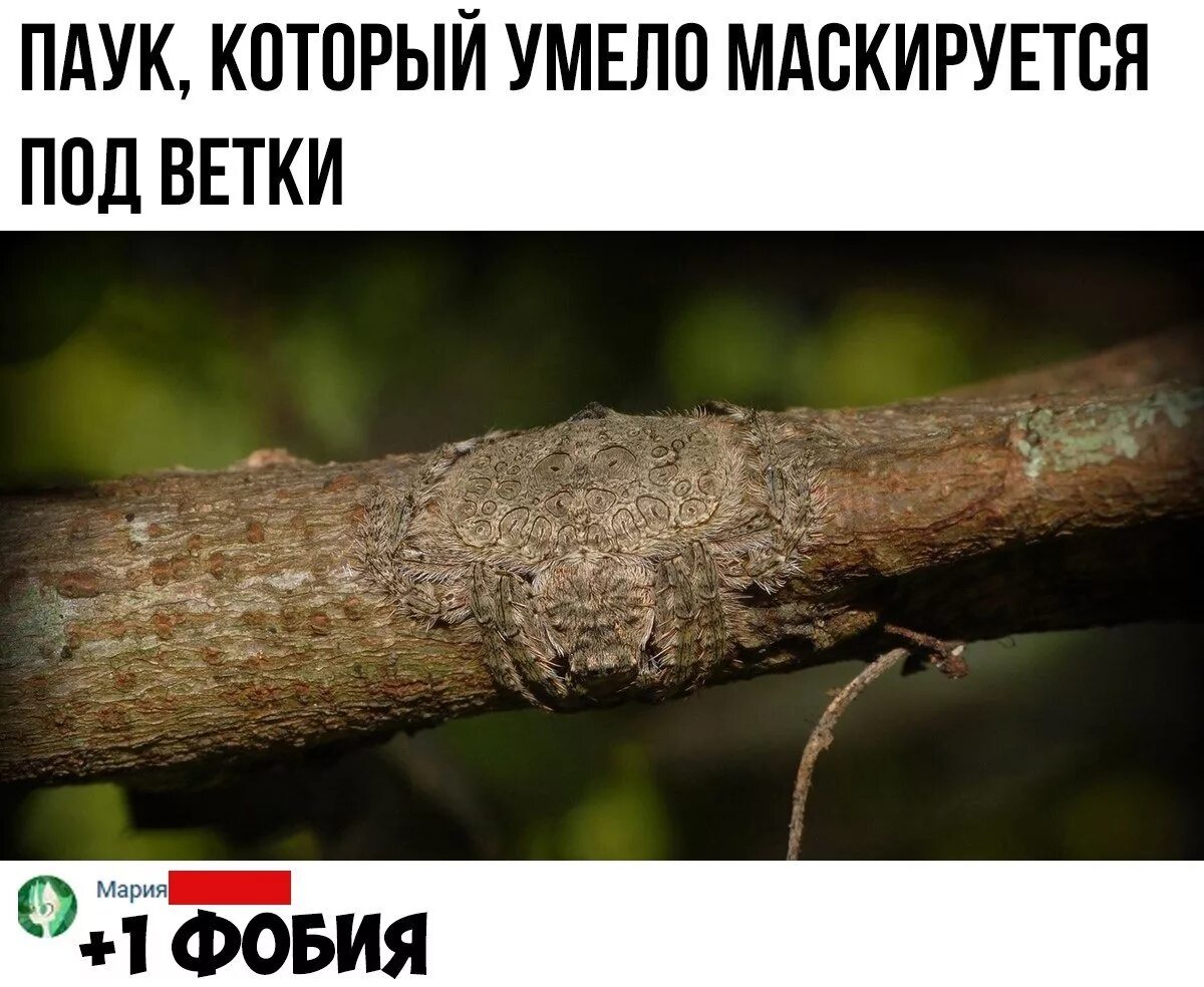 Но это же ветка
