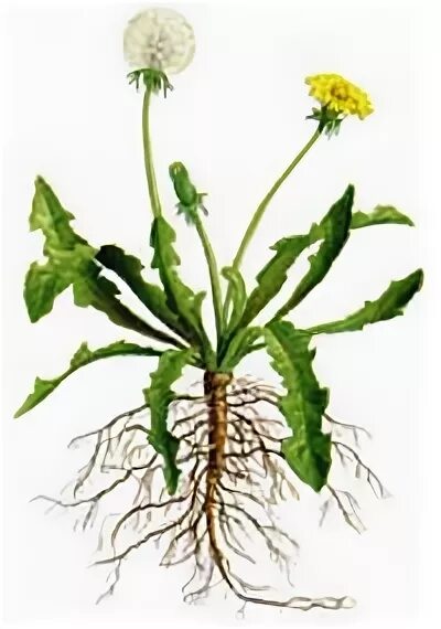 Одуванчик полевой обыкновенный. Каудекс одуванчика. Одуванчик кок сагыз. Корневище одуванчика. Строение корня одуванчика.