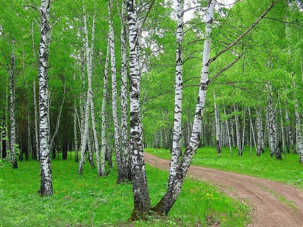 Открой березки. Символ России белая Березка. Березовая роща символ. Березовая роща Орел. Березовая роща Алтайский край.